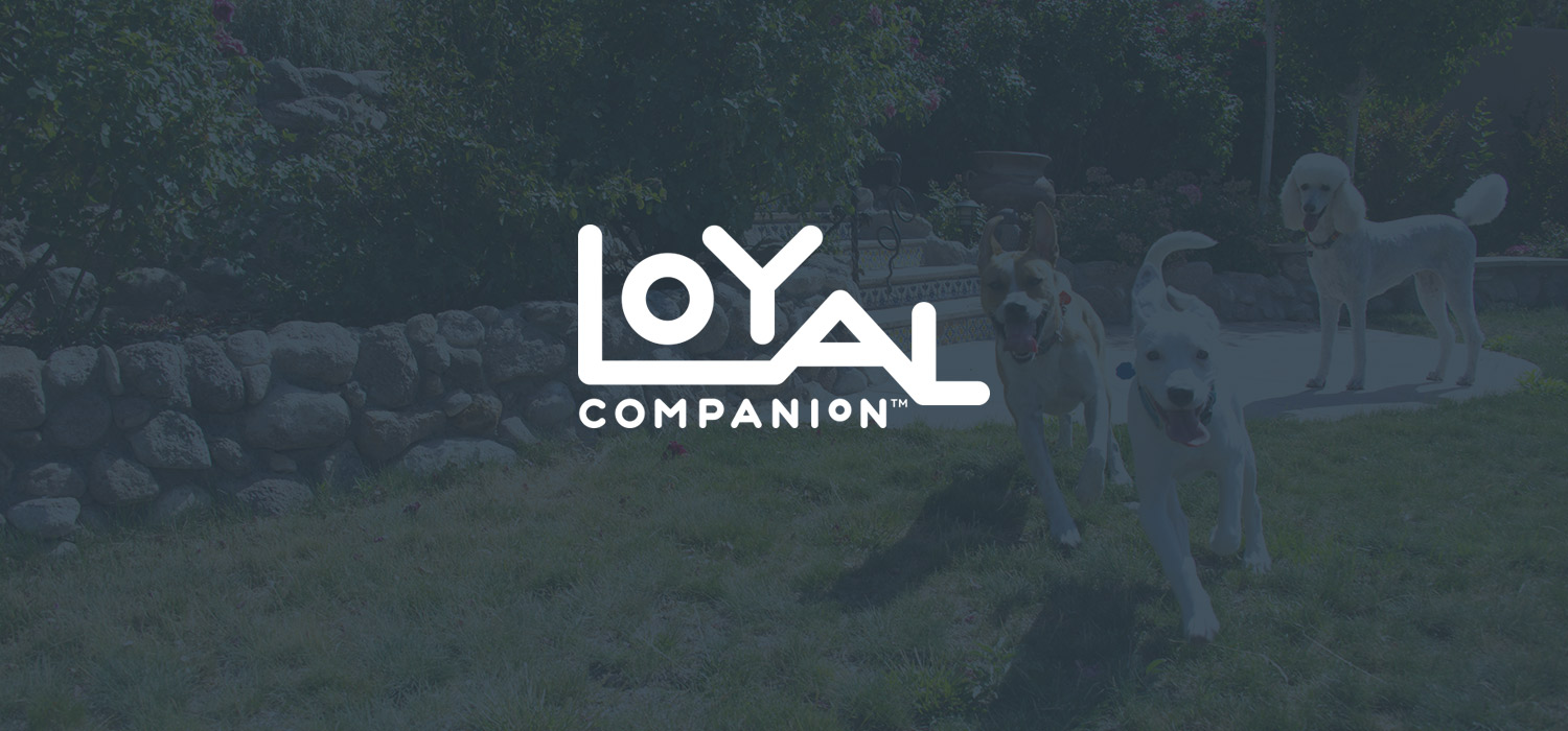 loyal companion vet